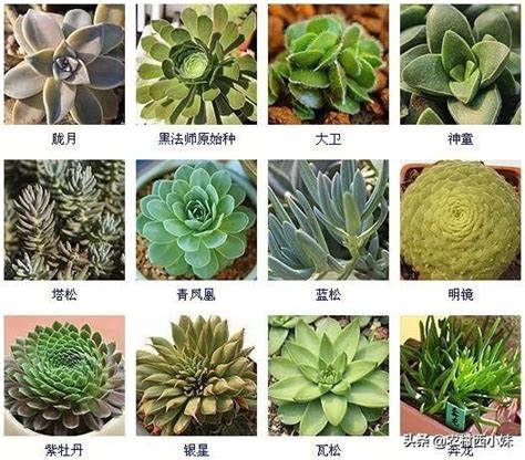 品種大全多肉植物名稱|144種多肉植物名稱大全，常見品種